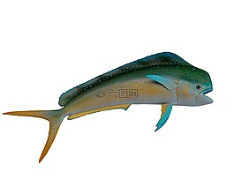 海豚魚,多彩,魚