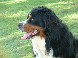动物,伯恩山犬,狗