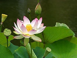 蓮花,開(kāi)花,植物
