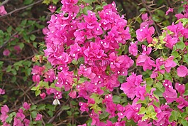 坦桑尼亞,野生花卉,植物學(xué)
