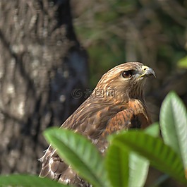 鷹,猛禽,鳥