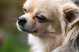 奇瓦瓦州,狗,chiwawa