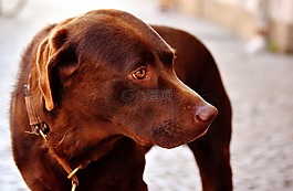 狗,hundeportrait,动物