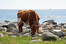 牛,夏天,海