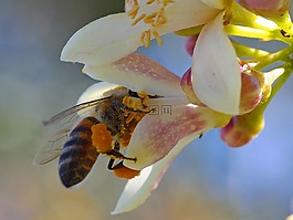 蜜蜂,花,花粉