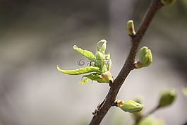 春天,芽,生命的力量