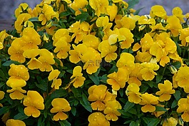 思維,鮮花,性質(zhì)