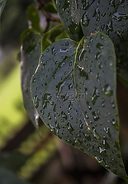 叶子,湿,雨