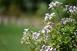 鮮花,花,紫色花