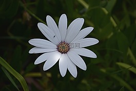 鮮花,昆蟲,瑪格麗特