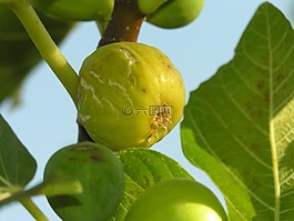 無花果,水果,樹