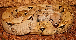 皇帝蛇,boa,蛇