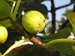 無(wú)花果,水果,甜