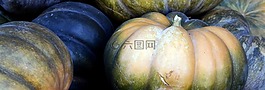 南瓜,秋季,感恩節(jié)