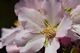 杏仁樹(shù),杏仁花,鮮花