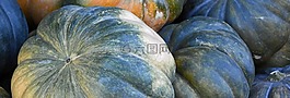 南瓜,秋季,感恩節(jié)