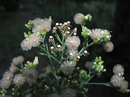 花,植物,綠色