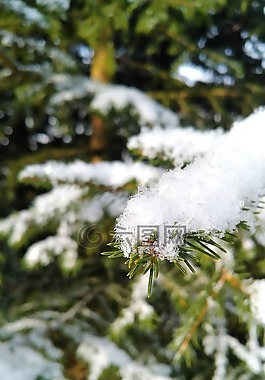 樹,季節(jié),冬季