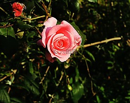 玫瑰,開花,花