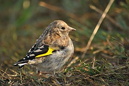 鸟,ptenec,goldfinch