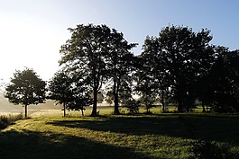 日出,牧場,樹木
