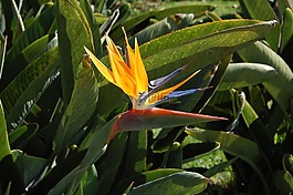 strelicja,馬德拉,植物區(qū)系