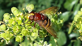 hoverfly,昆虫,授粉