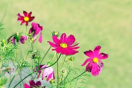 花,性質(zhì),花瓣