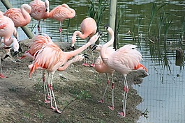 火烈鳥,czerwonaki,czerwonakowate