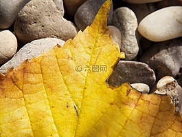 葉子,秋季,黃色