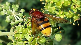 hoverfly,昆蟲,性質(zhì)