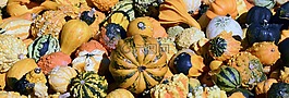 南瓜,冬瓜,秋季