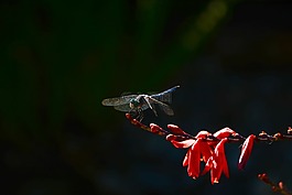 蜻蜓,花,夏天