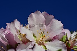 杏仁樹(shù),杏仁花,鮮花