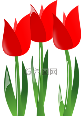 郁金香,鲜花,红色