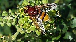 hoverfly,昆蟲,授粉