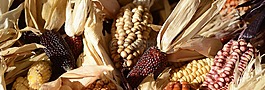觀賞玉米,玉米,玉米棒