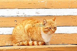 猫,板凳,坐在