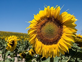 向日葵,花,太陽(yáng)