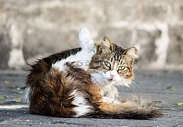 貓,眼睛,動物