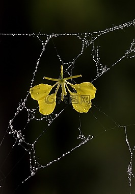 蜘蛛網(wǎng),花瓣,黃色