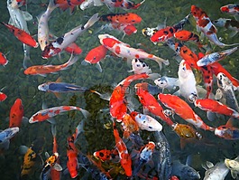 魚,以色列水族館,海