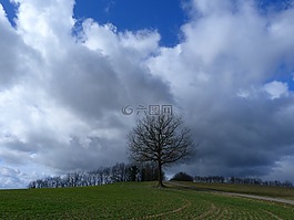 景觀,性質(zhì),樹