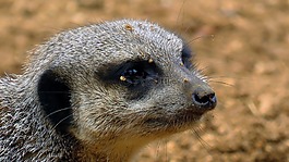 動物,野生動物,非洲