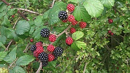 黑莓,自然,食品