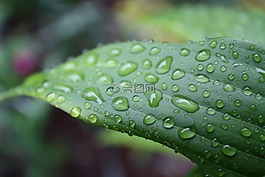 草,葉,自然