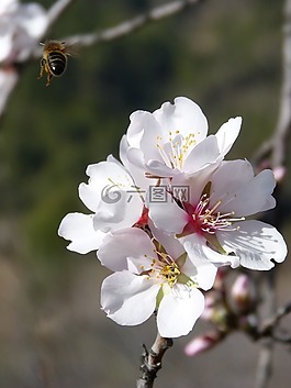 蜜蜂,飛行,杏仁花