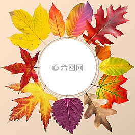 秋季,葉子,豐富多彩