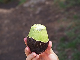 鱷梨,綠色,水果