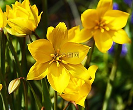 早布卢默,春天的花朵,黄色